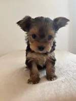 AKC Lucy , a female Yorkshire Terrier for sale in Montgomery, IN – Photo 1 of 3