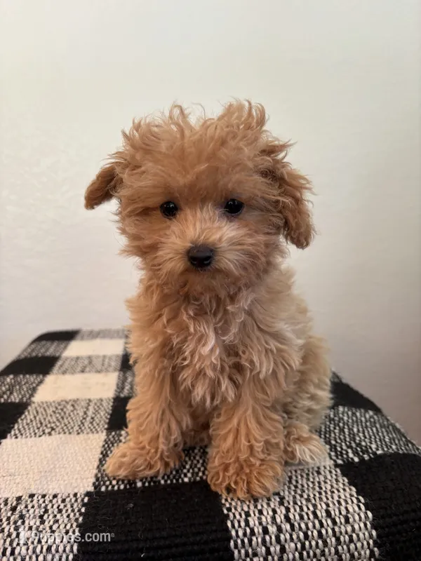 AKC Daisy – Poodle - Toy  puppy for sale in Montgomery, IN