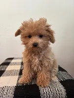 AKC Daisy, a female Poodle - Toy  for sale in Montgomery, IN – 1 of 3