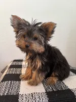 AKC Milo, a male Yorkshire Terrier for sale in Montgomery, IN – 2 of 3