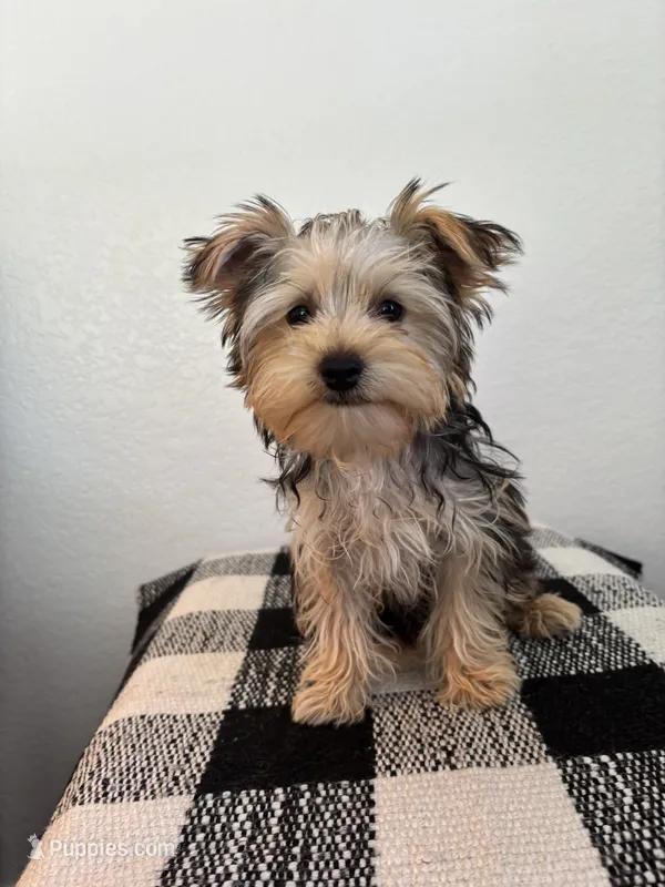 AKC Lucy  – Yorkshire Terrier puppy for sale in Montgomery, IN