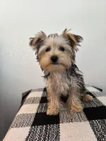 AKC Lucy , a female Yorkshire Terrier for sale in Montgomery, IN – 1 of 3