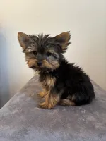 AKC Milo, a male Yorkshire Terrier for sale in Montgomery, IN – 2 of 3