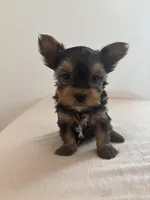 AKC Milo, a male Yorkshire Terrier for sale in Montgomery, IN – Photo 1 of 3
