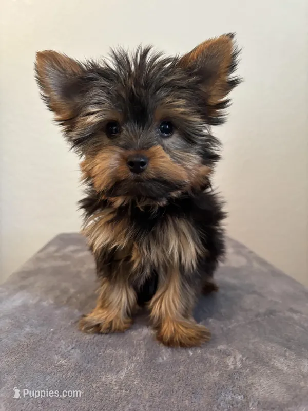 AKC Milo – Yorkshire Terrier puppy for sale in Montgomery, IN