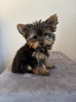 AKC Milo, a male Yorkshire Terrier for sale in Montgomery, IN – 3 of 3