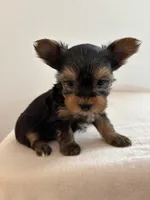 AKC Milo, a male Yorkshire Terrier for sale in Montgomery, IN – Photo 3 of 3