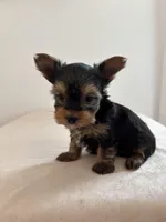 AKC Milo, a male Yorkshire Terrier for sale in Montgomery, IN – Photo 2 of 3