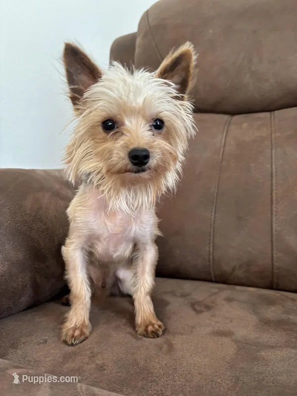 AKC Zeke – Yorkshire Terrier puppy for sale in Montgomery, IN