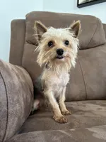 AKC Zeke, a male Yorkshire Terrier for sale in Montgomery, IN – Photo 2 of 2