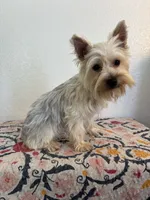 AKC Lexie , a female Yorkshire Terrier for sale in Montgomery, IN – 2 of 3
