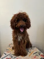 AKC Princess , a female Poodle - Toy  for sale in Montgomery, IN – 2 of 4