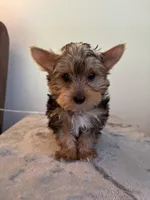 Cooper, a male Yorkshire Terrier for sale in Montgomery, IN – 1 of 3