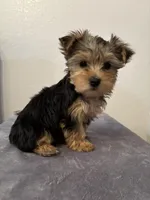 AKC Lucy , a female Yorkshire Terrier for sale in Montgomery, IN – Photo 3 of 3