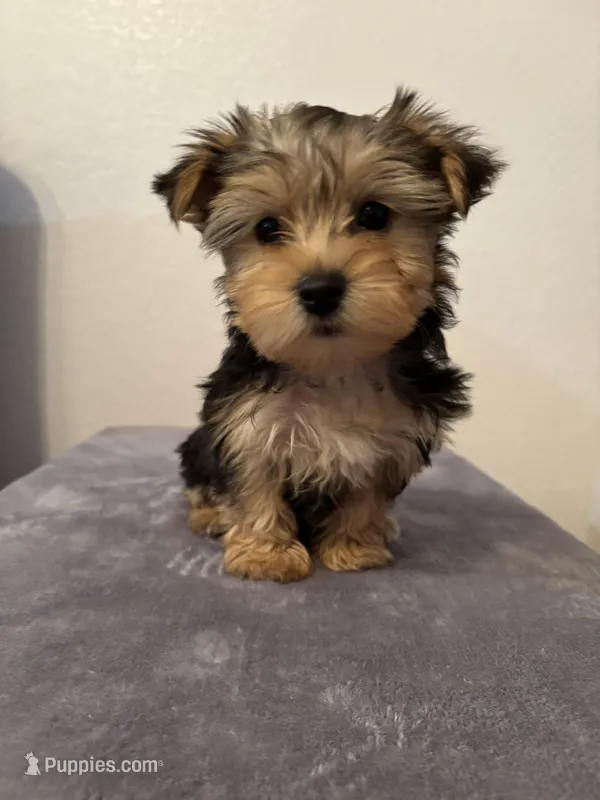 AKC Lucy  – Yorkshire Terrier puppy for sale in Montgomery, IN