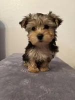 AKC Lucy , a female Yorkshire Terrier for sale in Montgomery, IN – Photo 1 of 3