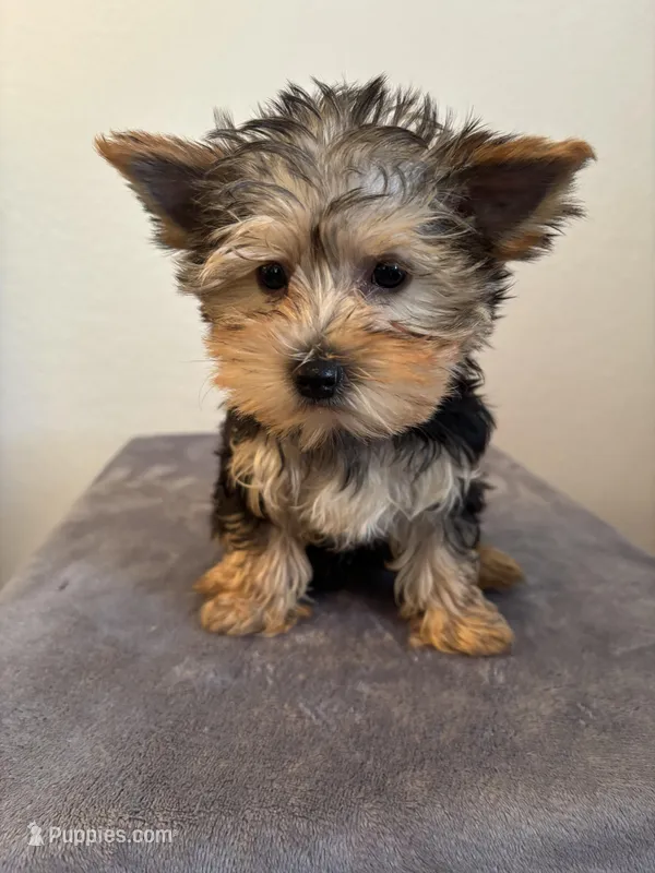 AKC Lucy  – Yorkshire Terrier puppy for sale in Montgomery, IN