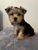 AKC Lucy , a female Yorkshire Terrier for sale in Montgomery, IN – Photo 2 of 3