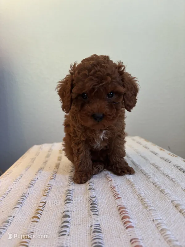 Dash – Poodle - Toy  puppy for sale in Montgomery, IN