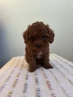 Dash, a male Poodle - Toy  for sale in Montgomery, IN – 1 of 3