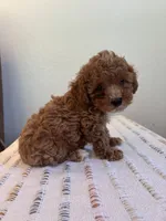 Oscar, a male Poodle - Toy  for sale in Montgomery, IN – 3 of 3