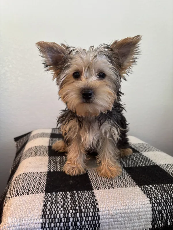 AKC Lexie  – Yorkshire Terrier puppy for sale in Montgomery, IN