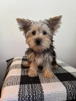 AKC Lexie , a female Yorkshire Terrier for sale in Montgomery, IN – 1 of 3