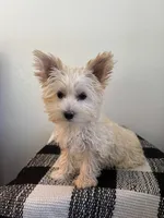 AKC Callie, a female Yorkshire Terrier for sale in Montgomery, IN – 3 of 3