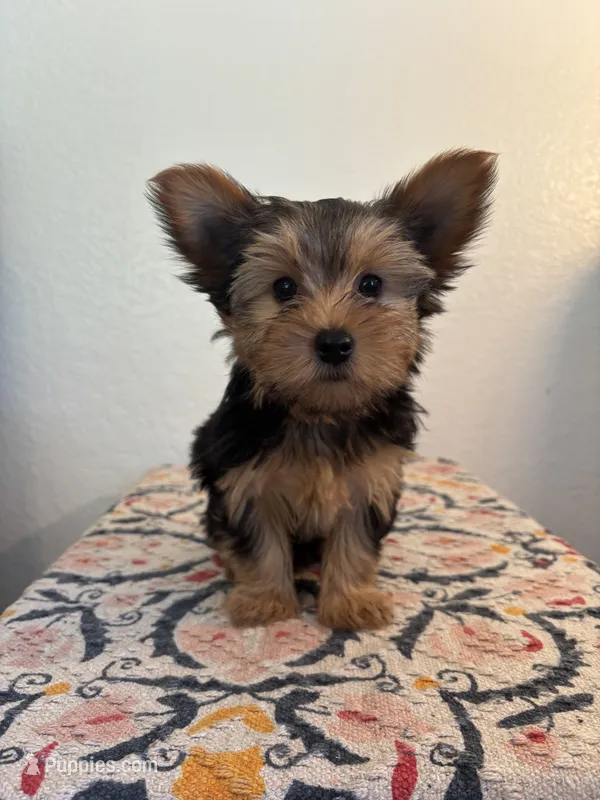 AKC Dixie – Yorkshire Terrier puppy for sale in Montgomery, IN