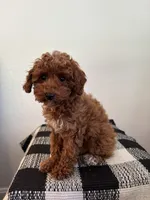 AKC Princess , a female Poodle - Toy  for sale in Montgomery, IN – 3 of 3
