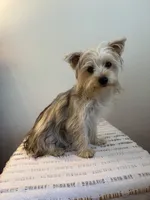 AKC Lucy , a female Yorkshire Terrier for sale in Montgomery, IN – 3 of 3