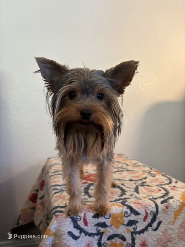 AKC Milo – Yorkshire Terrier puppy for sale in Montgomery, IN