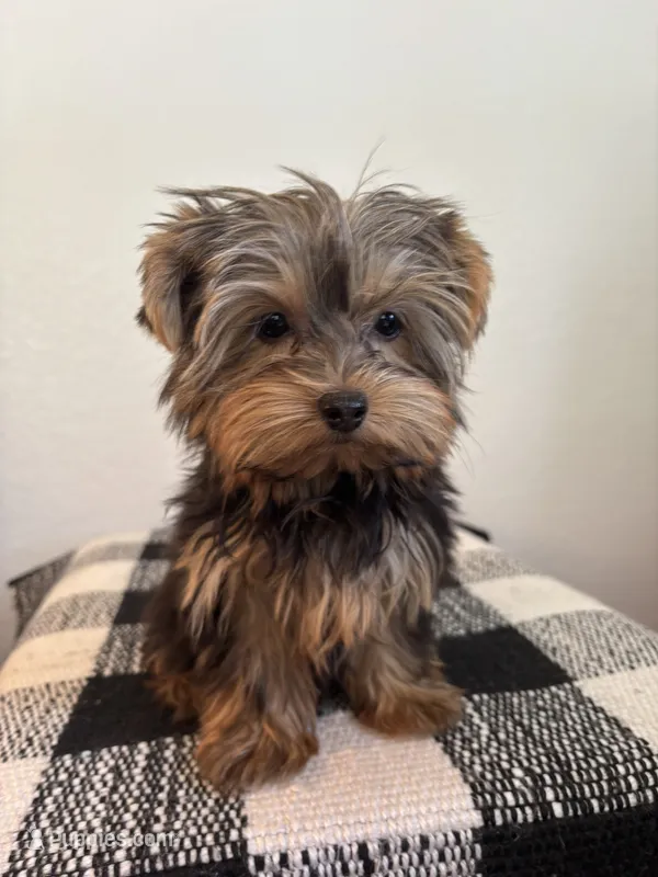 AKC Willow – Yorkshire Terrier puppy for sale in Montgomery, IN