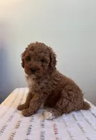 AKC Oliver, a male Poodle - Toy  for sale in Montgomery, IN – 2 of 4