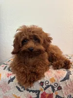 AKC Dash, a male Poodle - Toy  for sale in Montgomery, IN – 3 of 4