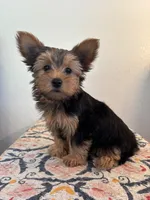 AKC Dixie, a female Yorkshire Terrier for sale in Montgomery, IN – 3 of 3
