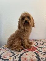 AKC Daisy, a female Poodle - Toy  for sale in Montgomery, IN – 3 of 3