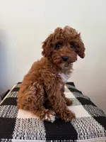 AKC Princess , a female Poodle - Toy  for sale in Montgomery, IN – 2 of 3