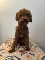 AKC Remi , a female Poodle - Toy  for sale in Montgomery, IN – 4 of 4