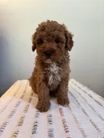 AKC Oliver, a male Poodle - Toy  for sale in Montgomery, IN – 4 of 4