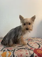 AKC Cooper, a male Yorkshire Terrier for sale in Montgomery, IN – 2 of 3