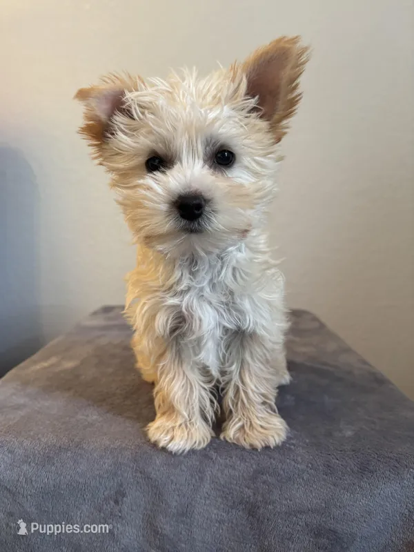 AKC Callie – Yorkshire Terrier puppy for sale in Montgomery, IN