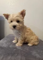 AKC Callie, a female Yorkshire Terrier for sale in Montgomery, IN – Photo 3 of 3