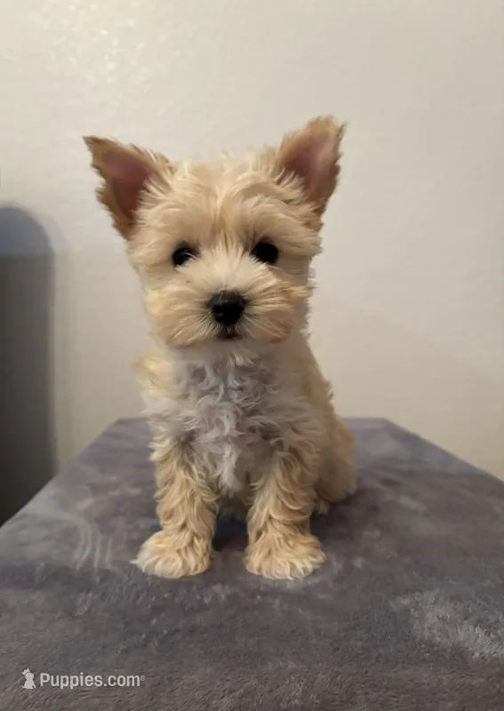 AKC Callie – Yorkshire Terrier puppy for sale in Montgomery, IN