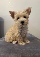 AKC Callie, a female Yorkshire Terrier for sale in Montgomery, IN – Photo 2 of 3