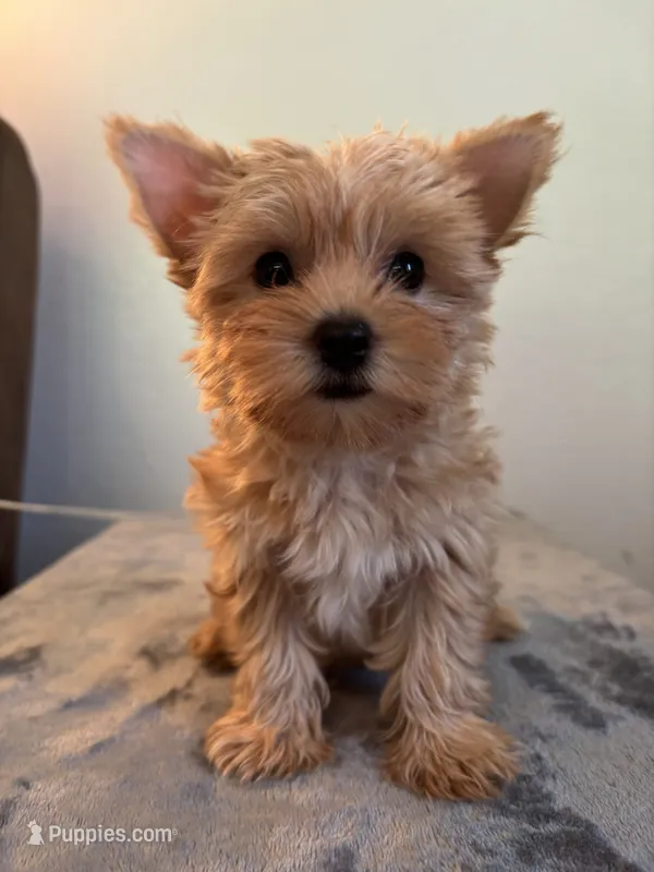 Bella  – Yorkshire Terrier puppy for sale in Montgomery, IN
