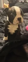 Rogue AKC Champion Bloodline, a female Boston Terrier for sale in Sugar Land, TX – Photo 3 of 5