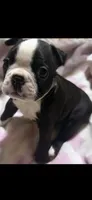 Rogue AKC Champion Bloodline, a female Boston Terrier for sale in Sugar Land, TX – Photo 2 of 5
