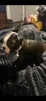 Rogue AKC Champion Bloodline, a female Boston Terrier for sale in Sugar Land, TX – Photo 1 of 5