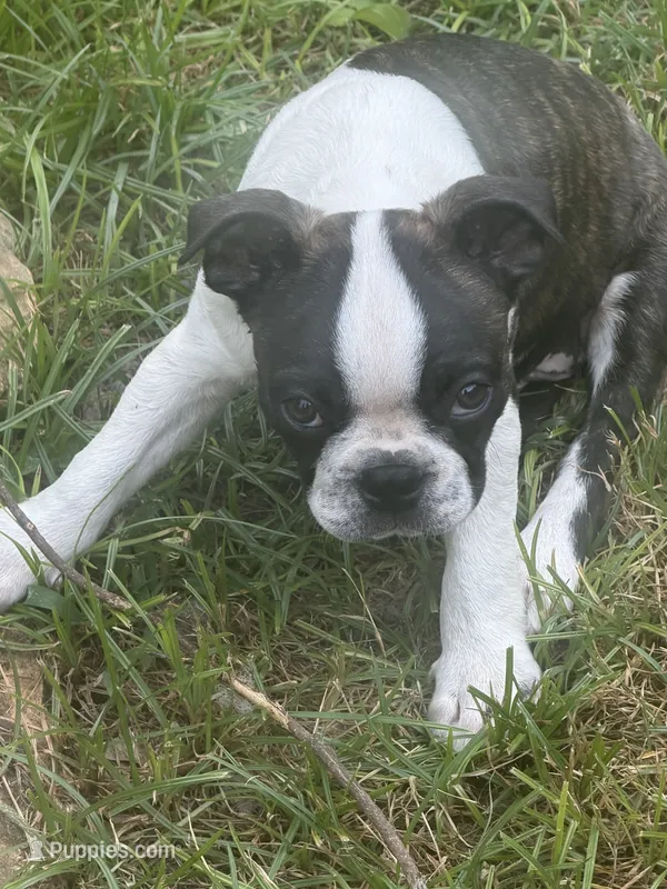Cyclops AKC champion bloodline – Boston Terrier puppy for sale in Sugar Land, TX